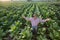 An experienced and confident senior farmer stands in a tobacco plantation