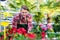 Experienced and dedicated handsome young florist grooming red houseplants