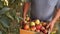 An experienced farmer holds a box with a harvest of red apples. Close-up, fresh fruit, strong hands, work on the ground