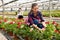 Experienced female worker gardening in glasshouse, checking flowers