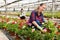 Experienced female worker gardening in glasshouse, checking flowers