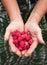 An experienced gardener showing a bunch of raspberrys