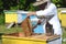 Experienced senior apiarist cutting out piece of larva honeycomb in apiary