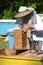 Experienced senior apiarist cutting out piece of larva honeycomb in apiary