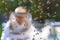 Experienced senior beekeeper making inspection and swarm of bees