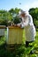 Experienced senior beekeeper working in his apiary