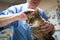 Experienced veterinarian examining a tiger brown cat with a white neck