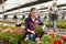 Experienced workers gardening in glasshouse, checking flowers of geranium