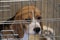 Experiment Beagle dog in a cage