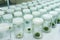 Experiment plant tissue culture