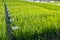 Experimental rice farm