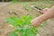 Expert check mulberry planting quality with digital technology smartphone