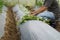 Expert farmer planting sprout of sweet potato in greenhouse