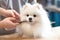 Expert grooming service: Spitz dog\\\'s trim