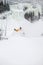 Expert skier skiing powder snow in Stowe, Vermont,