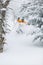 Expert skier skiing powder snow in Stowe, Vermont,