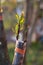Expertly Grafted: The Art of Peach Tree Propagation