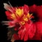 exploding 3D design of red hibiscus with spectacular stamen