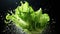 Exploding green lettuce in macro shot - stock concepts