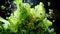 Exploding green lettuce in macro shot - stock concepts