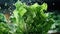 Exploding green lettuce in macro shot - stock concepts