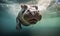 Explore the hidden world beneath the surface with underwater photograph of a majestic hippopotamus