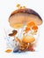 Explore the Mystical World of Chanterelle and Reishi Mushrooms with Beautiful Butterfly Illustration.