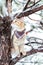 Explorer curious cat in bandana sitting on tree  branch in winter.