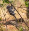 Exploring baby vervet monkey