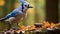 Exploring Blue Jay\\\'s Feeding Behavior In The Wild With Canon M50