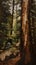 Exploring the Enchanting Redwood Forest: A Painting Journey Thro