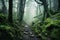 Exploring the Enigmatic Forest\\\'s Silky Layers