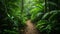 Exploring a Lush Rainforest Trail