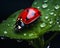 Exploring the Microcosm: A Ladybug\\\'s Rainy Adventure with Giant
