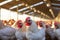 Exploring the Modern Poultry House with a View of Hens and Roosters. created with Generative AI