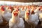 Exploring the Modern Poultry House with a View of Hens and Roosters. created with Generative AI