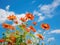 Exploring Nature\\\'s Palette: Orange Flowers and the Beauty of Mexican Sunflower