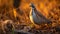 Exploring Quail\\\'s Dietary Habits And Feeding Behavior In The Wild