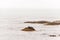 Exploring seals wildlife at the beach in the morning mist at Kejimkujik National Park Seaside, Nova Scotia, Canada