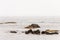 Exploring seals wildlife at the beach in the morning mist at Kejimkujik National Park Seaside, Nova Scotia, Canada
