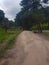 Exploring the serene soil road amidst pine trees