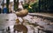 Exploring the Surroundings: A Duck Takes a Leisurely Stroll