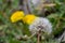 Explosion of colors with flowers and dandelions in the parks of Madrid