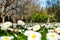 Explosion of daisies in the foreground