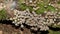 Explosion of Fairy Inkcaps on a rotting trunk.