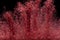 Explosion metallic red glitter sparkle. rose Glitter powder spark blink celebrate, blur foil explode in air, fly throw red