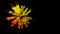 Explosion of orange powder on black background. 3d animation of particles as colorful background or overlays for effects