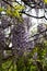 Explosion of wisteria flowers