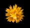 Explosion of yellow powder on black background