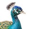 Explosive Pigmentation: Blue Peacock On White Background